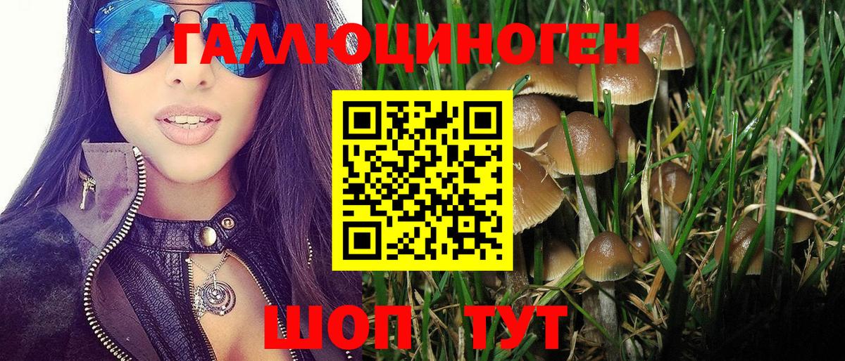 Псилоцибиновые грибы Psilocybe Абакан